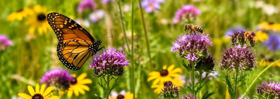 Blühende Wiese mit Biene und Schmetterling